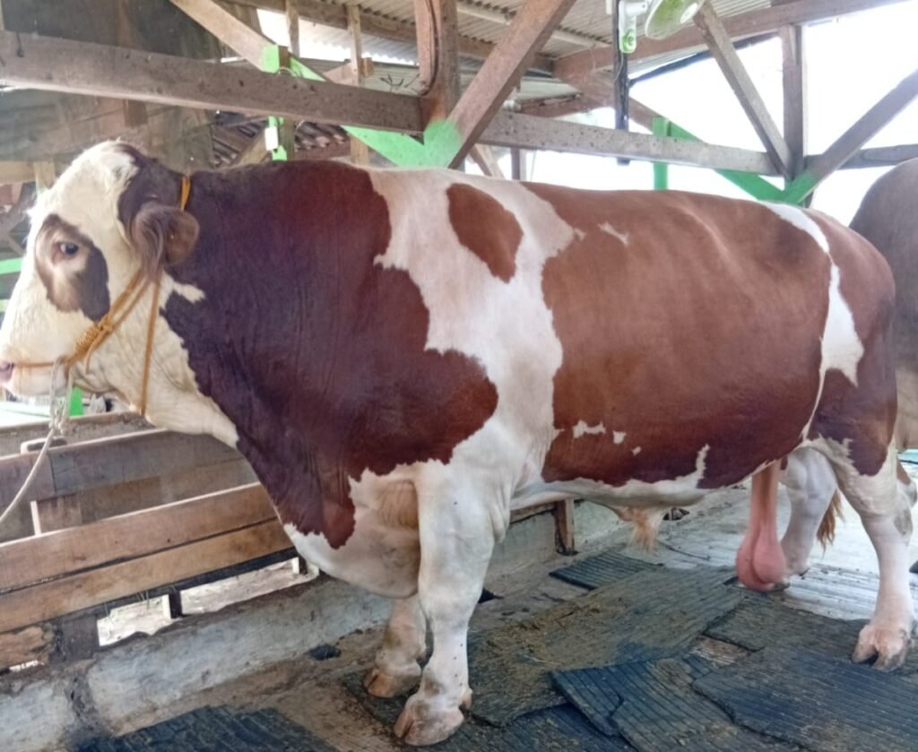 Sapi Prabowo di Subang