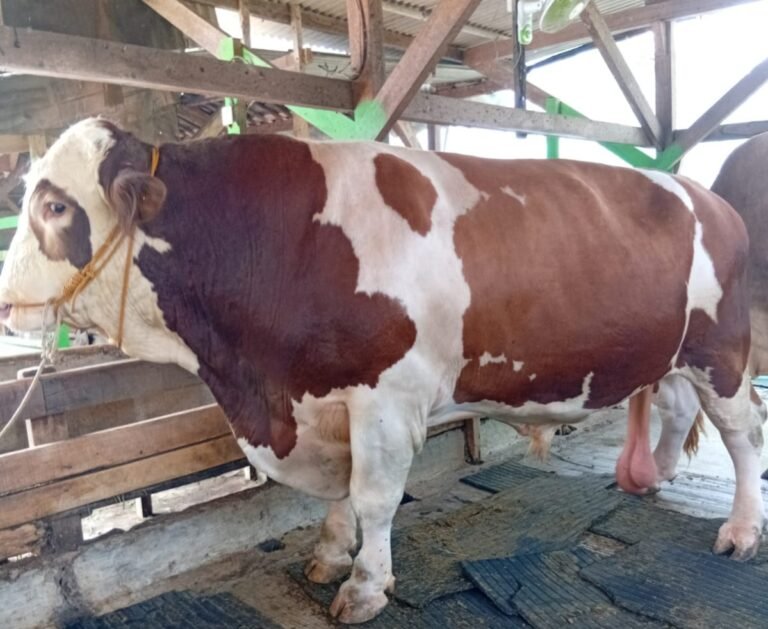 Sapi Prabowo di Subang